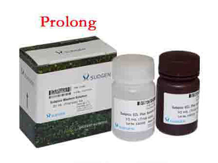 SuperBright Prolong ECL 化學(xué)發(fā)光底物試劑盒SUDGEN